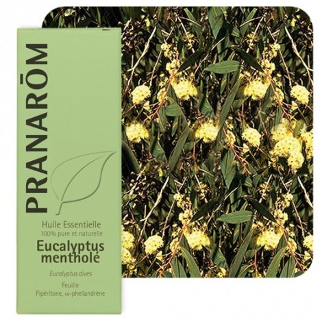 Huile essentielle d'Eucalyptus mentholé Huile essentielle d'Eucalyptus mentholé