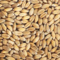 Graines à germer - Epeautre BIO 