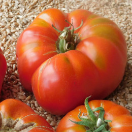 Graines de Tomate Brandywine - 0,2 g