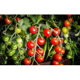 Graines de tomate cerise Gardener's Delight